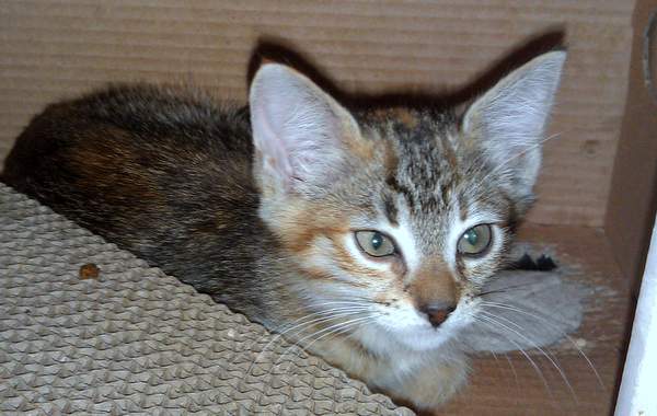 Savannah - Bay Area Cat Rescue